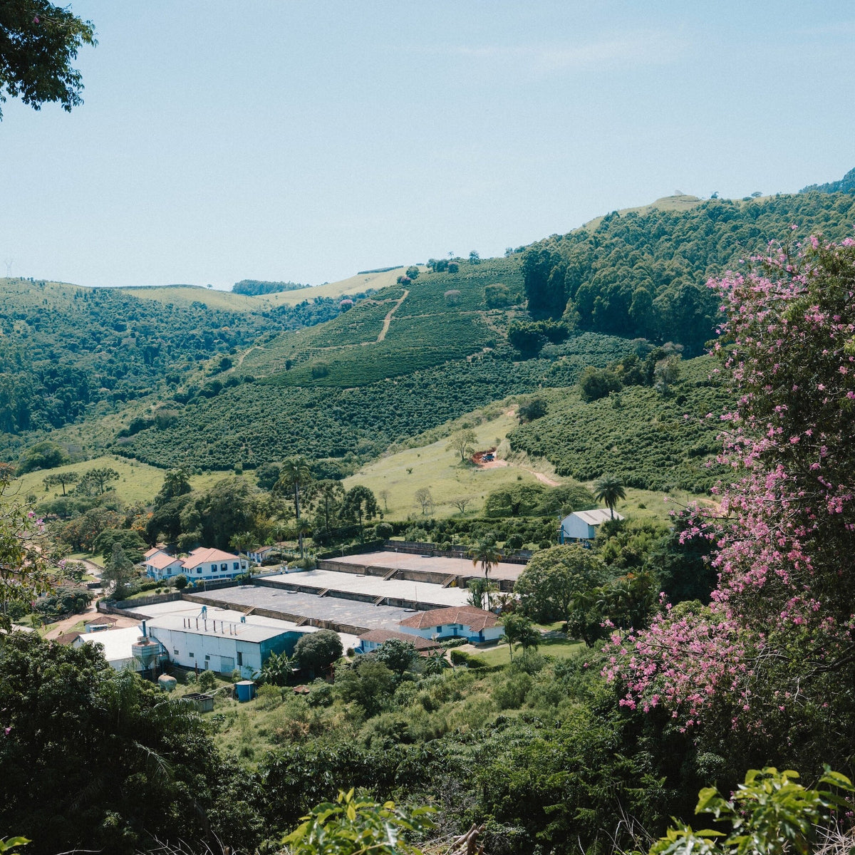 Une ferme de café et ses plantations à flanc de colline (photo : Café Pista)
