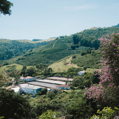Une ferme de café et ses plantations à flanc de colline (photo : Café Pista)